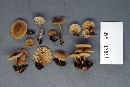 Mycena alcalina image